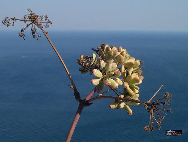 fiori di ferula.JPG